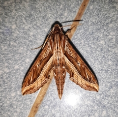 Hippotion velox