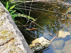 Polycanthagyna erythromelas