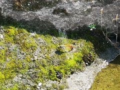 Polycanthagyna erythromelas