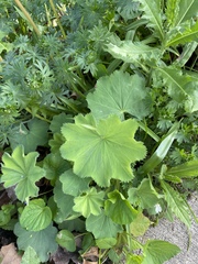 Alchemilla mollis