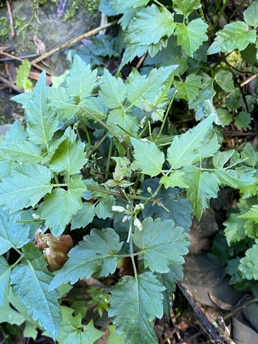 Cardamine africana observed 2026-10-01