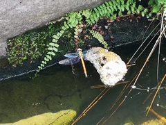 Polycanthagyna erythromelas