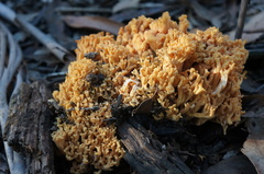 Ramaria capitata capitata