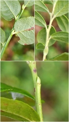 Thomas Gyselinck, CC BY, iNaturalist via GBIF Vaccinium × intermedium, photograph Thomas Gyselinck, CC BY, iNaturalist via GBIF