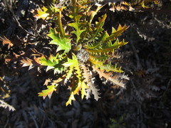 Banksia armata