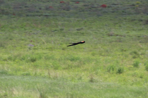 iNaturalist image