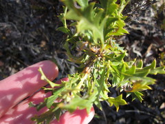 Banksia armata