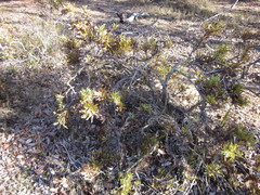 Banksia armata
