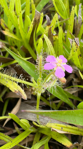 Drosera indica observed 2026-10-02