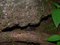 Lepidophyma flavimaculatum