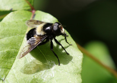 Volucella bombylans