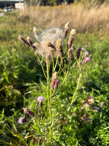creeping thistle