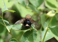 Epalpus