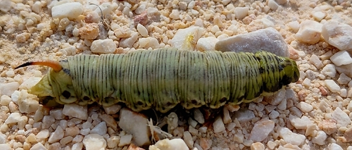 Convolvulus Hawkmoth