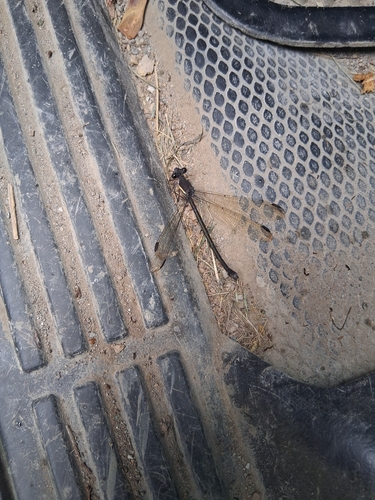 Great Spreadwing