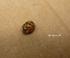 Harmonia axyridis