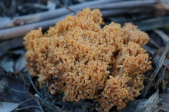 Ramaria capitata capitata