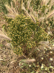 Amblyopappus pusillus