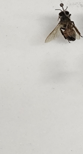 Western Honey Bee