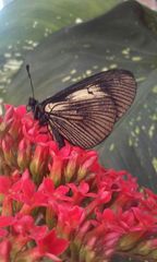 Altinote ozomene nox