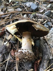 Agaricus moronii