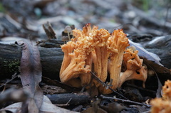 Ramaria capitata capitata