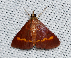 Pyrausta pseuderosnealis