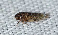 Xestocephalus tessellatus