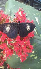 Altinote ozomene nox