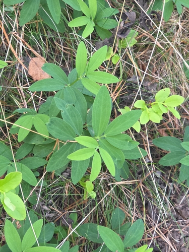 Lathyrus linifolius observed 2026-10-02