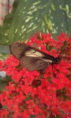 Altinote ozomene nox