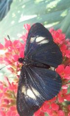 Altinote ozomene nox