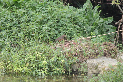 Black-breasted Thrush