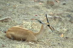Gazella bennettii