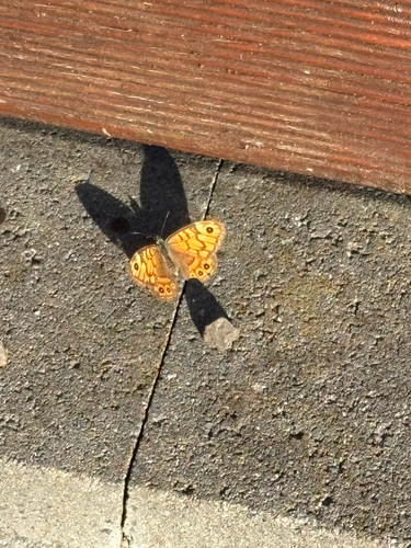 Wall Brown