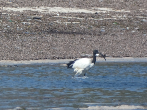 Threskiornis aethiopicus