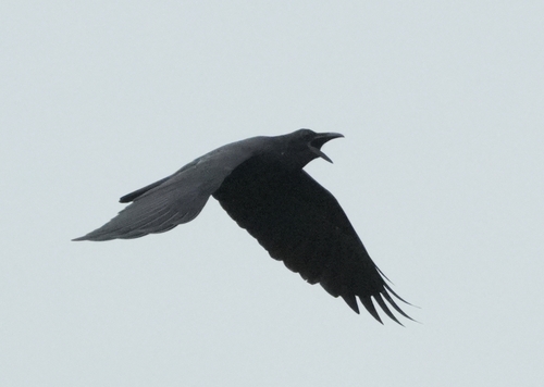 Corvus enca observed 2026-10-01