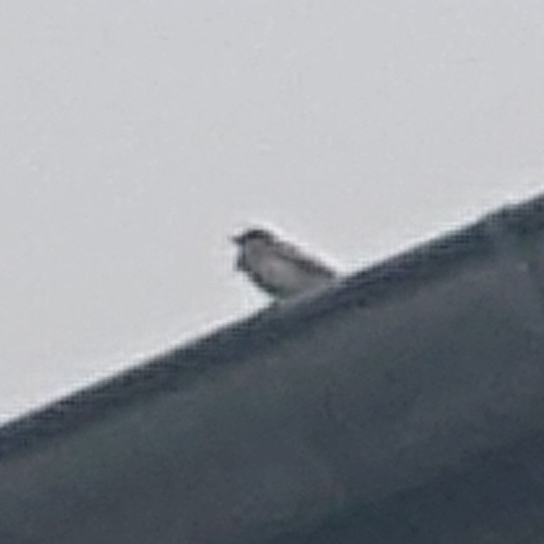 White Wagtail