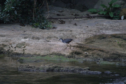 White-breasted Waterhen