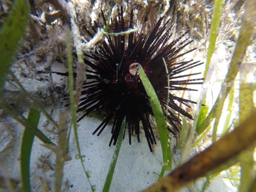 Echinothrix calamaris