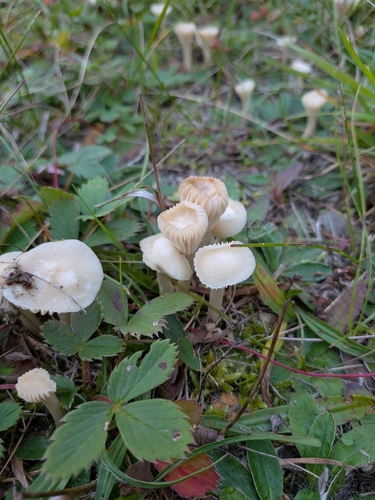 Waxcaps