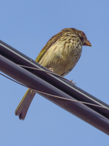 iNaturalist image