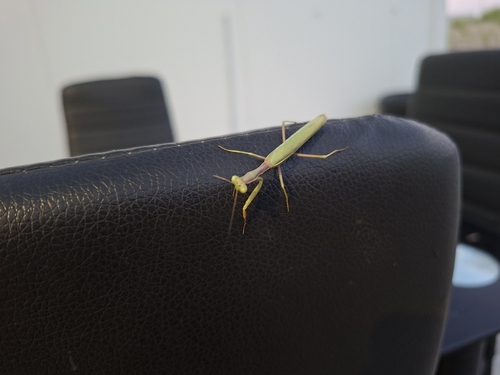 Mediterranean Mantis