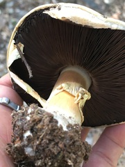 Agaricus moronii