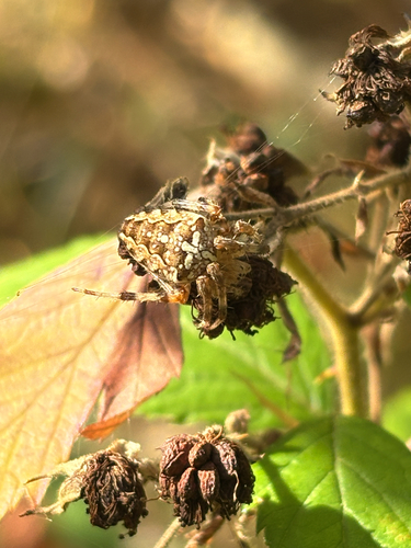 Cross Orbweaver
