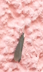Leptoceroidea