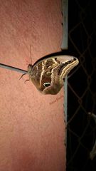 Eryphanis aesacus