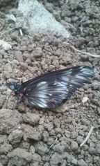 Catasticta flisa flisa