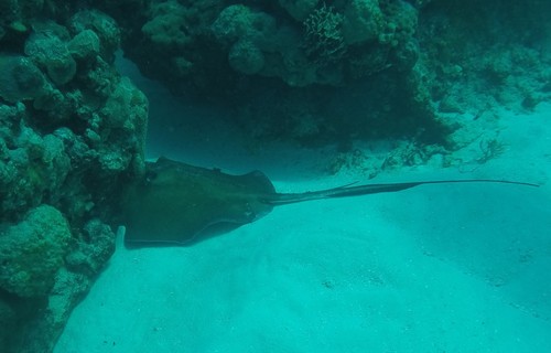 Southern Stingray