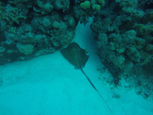 Kit (Hypanus americanus) — Dasyatidae — 3